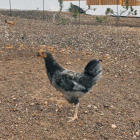 Fuerteventura Casa Tikuna Ла-Олива Экстерьер фото