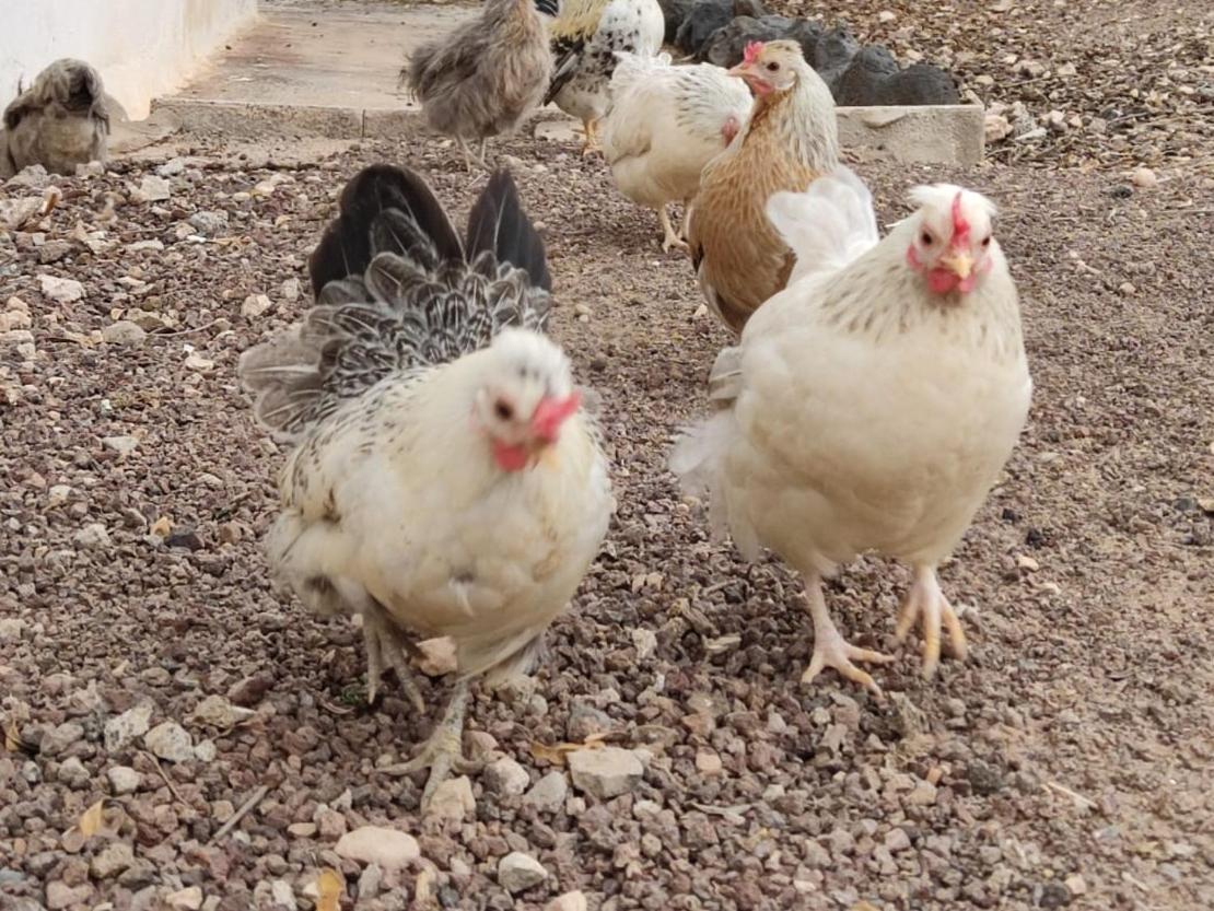 Fuerteventura Casa Tikuna Ла-Олива Экстерьер фото