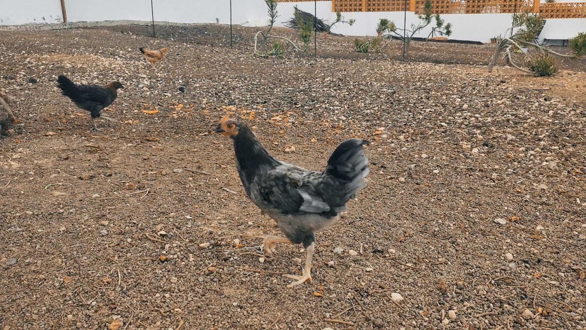 Fuerteventura Casa Tikuna Ла-Олива Экстерьер фото